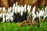 thumbnails/086-Spaeriaceae, Xylaria hypoxylon_2009_10_25--12-03-18.jpeg.small.jpeg