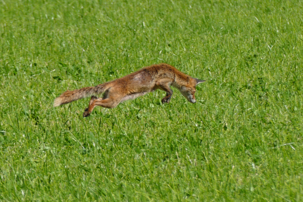 Skaliertes Bild Canidae, Vulpes vulpes, Rotfuchs bei der Maeusejagd_2020_05_27--10-35-05.jpg 