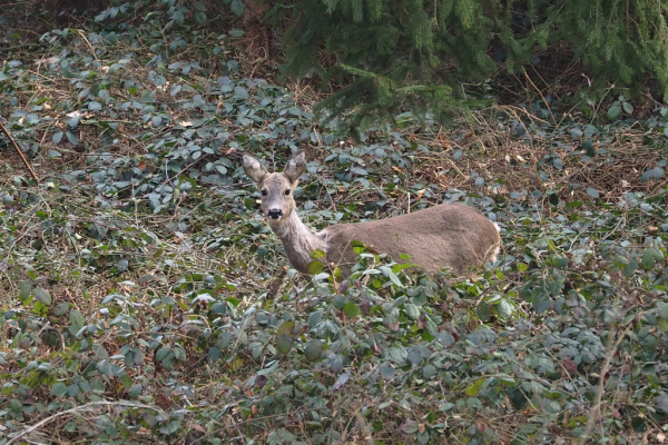 Skaliertes Bild Cervidae, Capreolus capreolus, Reh_2023_03_08--09-45-53.jpg 