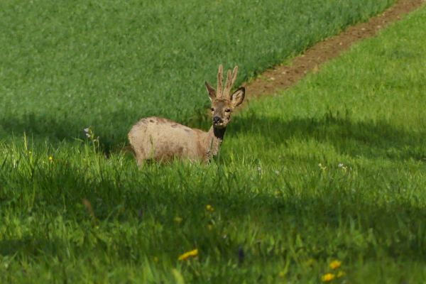 Skaliertes Bild Cervidae, Capriolus capriolus, Rehbock_2022_04_10--10-25-57.jpg 