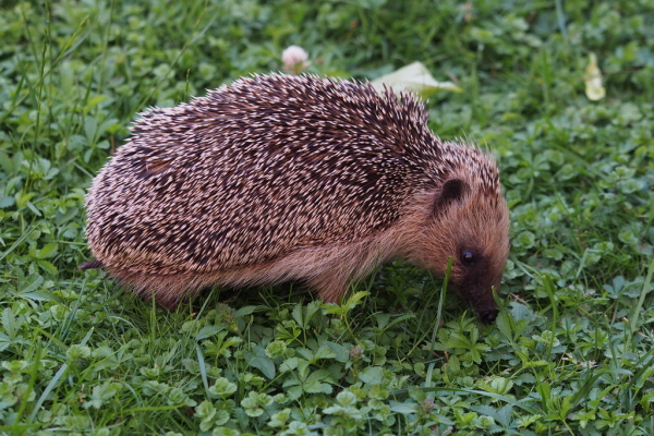 Skaliertes Bild Erinaceidae, Erinaceus europaeus, Braunbrustigel_2023_06_28--20-34-38.jpg 