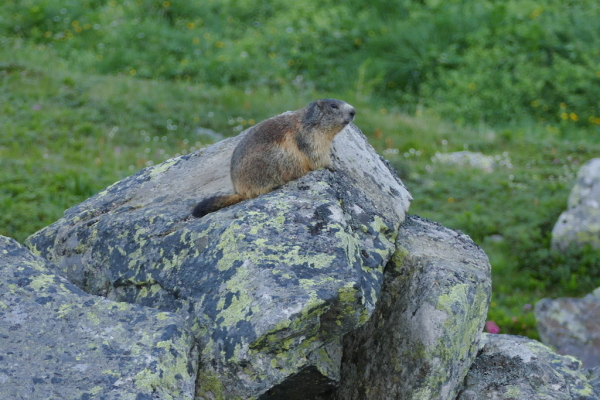 Skaliertes Bild Sciuridae, Marmota marmota, Murmeltier_2020_07_10--07-29-33.jpg 