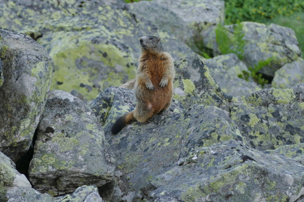 Skaliertes Bild Sciuridae, Marmota marmota, Murmeltier_2020_07_10--07-31-18.jpg 