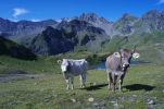 Vorschaubild Alp mit Kuehen am Pizol_2011_08_14--09-36-10.jpg 