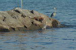 Vorschaubild Canidae, Vulpes vulpes, Graureiher und Fuchs, Tamron 46A_2013_11_08--14-40-39.jpg 