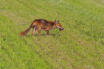 Vorschaubild Canidae, Vulpes vulpes, Rotfuchs bei der Maeusejagd_2020_05_30--09-34-00.jpg 
