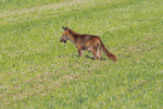 Vorschaubild Canidae, Vulpes vulpes, Rotfuchs bei der Maeusejagd_2020_05_30--09-34-22.jpg 