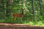 Vorschaubild Cervidae, Capreolus capreolus, Reh_2023_08_02--11-32-55.jpg 