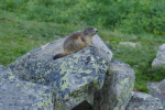 Vorschaubild Sciuridae, Marmota marmota, Murmeltier_2020_07_10--07-29-33.jpg 