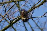 Vorschaubild Sciuridae, Sciurus vulgaris, Eichhoernchen_2008_02_17--12-02-16.jpg 