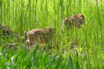 Vorschaubild Suidae, Sus scrofa, Wildschweinferkel im Gras_2019_04_25--11-59-04.jpg 