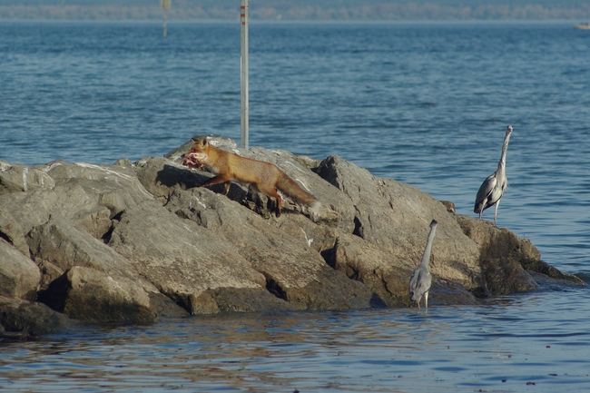 ../previews/008-Canidae, Vulpes vulpes, Graureiher und Fuchs.Tamron 46A_2013_11_08--14-40-52.jpeg.medium.jpeg