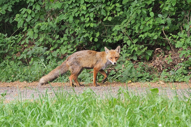../previews/009-Canidae, Vulpes vulpes, Rotfuchs_2018_05_13--13-10-41.jpeg.medium.jpeg
