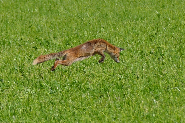 ../previews/011-Canidae, Vulpes vulpes, Rotfuchs bei der Maeusejagd_2020_05_27--10-35-05.jpeg.medium.jpeg