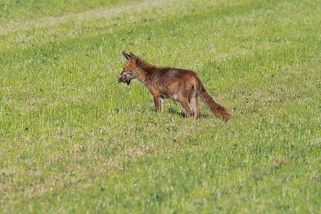 ../previews/013-Canidae, Vulpes vulpes, Rotfuchs bei der Maeusejagd_2020_05_30--09-34-22.jpeg.medium.jpeg