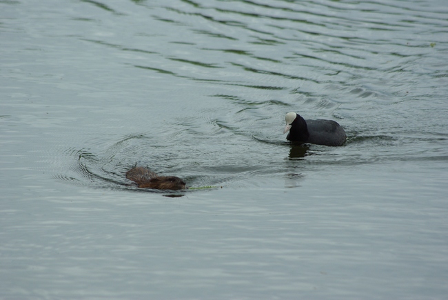 ../previews/027-Cricetidae, Ondatra zibethicus, Bisamratte im Bodensee_2013_04_27--10-11-19.jpeg.medium.jpeg