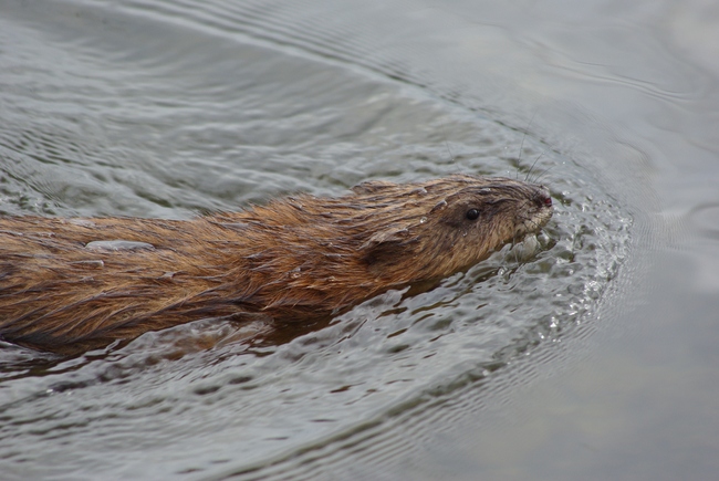 ../previews/029-Cricetidae, Ondatra zibethicus, Bisamratte im Bodensee_2013_04_27--10-12-58.jpeg.medium.jpeg