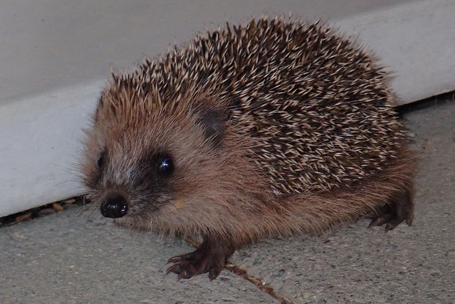 ../previews/032-Erinaceus europaeus, Braunbrustigel_2021_09_22--17-56-43.jpeg.medium.jpeg