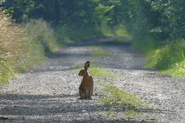 ../previews/034-Leporidae, Lepus europaeus, Feldhase_2020_06_12--09-13-24.jpeg.medium.jpeg