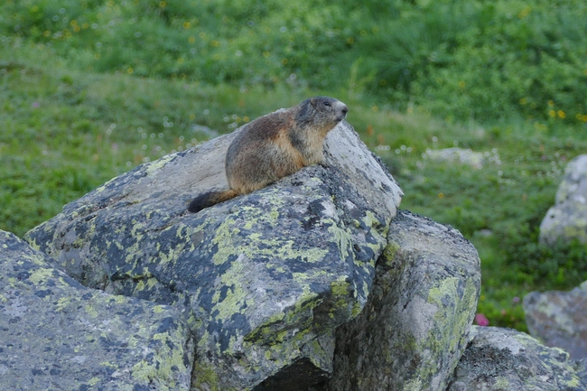 ../previews/036-Sciuridae, Marmota marmota, Murmeltier_2020_07_10--07-29-33.jpeg.medium.jpeg