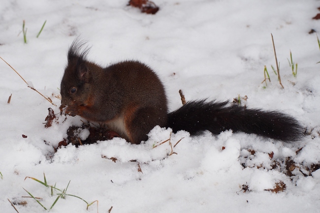../previews/041-Sciuridae, Sciurus vulgaris, Eichhoernchen graebt im Schnee_2021_01_06--13-08-48.jpeg.medium.jpeg