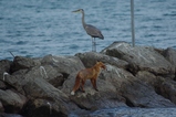 thumbnails/007-Canidae, Vulpes vulpes, Graureiher und Fuchs.Pentax 55-300 ED_2013_11_13--15-25-16.jpeg.small.jpeg