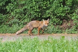 thumbnails/009-Canidae, Vulpes vulpes, Rotfuchs_2018_05_13--13-10-41.jpeg.small.jpeg