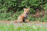 thumbnails/010-Canidae, Vulpes vulpes, Rotfuchs_2018_05_13--13-11-05.jpeg.small.jpeg