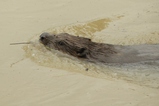 thumbnails/015-Castoridae, Castor fiber, Biber bei Thur-Hochwasser_2020_08_04--11-03-14.jpeg.small.jpeg