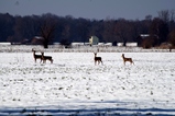 thumbnails/023-Cervidae, Capreolus capreolus, Rehe bei Gaissau_2013_02_18--14-40-27.jpeg.small.jpeg
