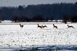thumbnails/024-Cervidae, Capreolus capreolus, Rehe bei Gaissau_2013_02_18--14-41-30.jpeg.small.jpeg