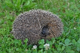thumbnails/031-Erinaceidae, Erinaceus europaeus, schlafender Igel_2020_07_06--21-18-18.jpeg.small.jpeg
