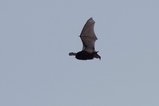 thumbnails/033-Fledermaus im Flug_2012_11_08--15-44-21.jpeg.small.jpeg