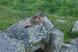 thumbnails/036-Sciuridae, Marmota marmota, Murmeltier_2020_07_10--07-29-33.jpeg.small.jpeg