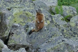 thumbnails/037-Sciuridae, Marmota marmota, Murmeltier_2020_07_10--07-31-18.jpeg.small.jpeg