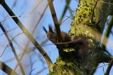 thumbnails/038-Sciuridae, Sciurus vulgaris, Eichhoernchen_2008_02_17--12-00-37.jpeg.small.jpeg