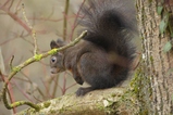 thumbnails/040-Sciuridae, Sciurus vulgaris, Eichhoernchen_2020_12_31--10-02-13.jpeg.small.jpeg