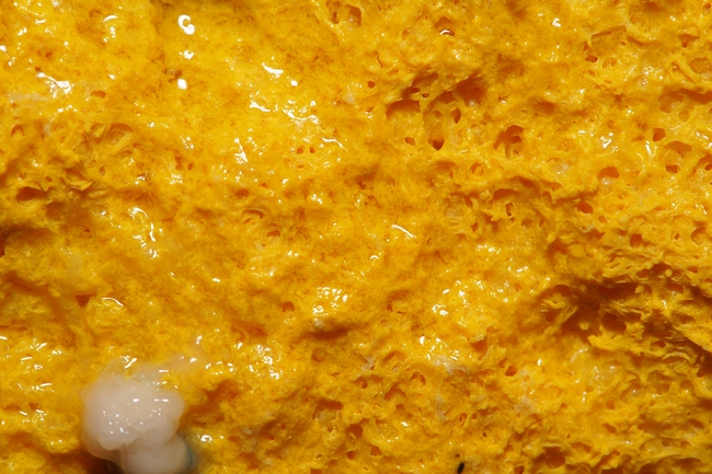 ../previews/032-Fuligo, Schleimpilz_2019_10_05--14-14-25.jpeg.medium.jpeg