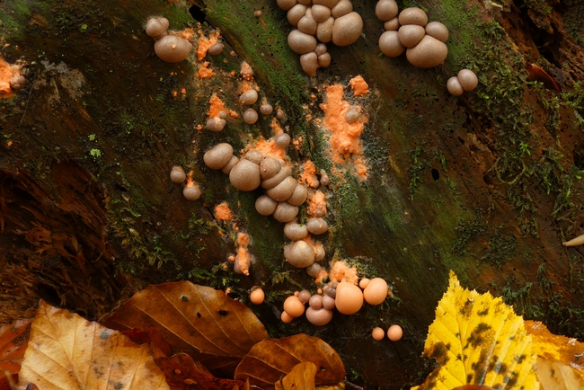 ../previews/033-Lycogala epidendrum, Blutmilchpilz, Schleimpilze_2020_11_04--11-41-40.jpeg.medium.jpeg