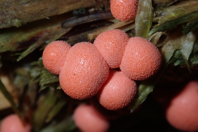 ../previews/034-Lycogala epidendrum, Schleimpilz_2019_10_10--11-07-59.jpeg.medium.jpeg