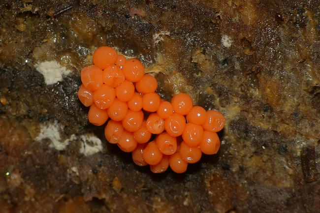 ../previews/054-Tubifera ferruginosa, Fisheier-Schleimpilz_2020_11_01--16-45-34.jpeg.medium.jpeg