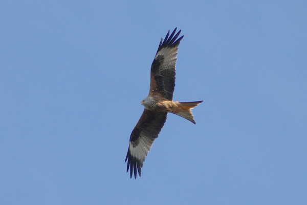 Skaliertes Bild Accipitridae, Milvus milvus, Rotmilan im Flug_2023_04_10--11-05-30.jpg 