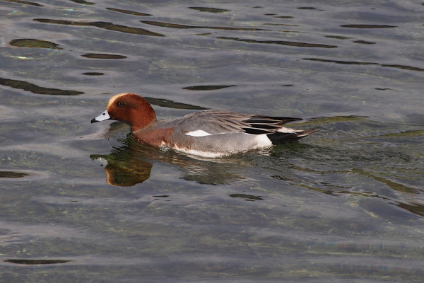 Skaliertes Bild Anatidae, Mareca penelope, Pfeifente, Maennchen_2023_01_22--13-45-46.jpg 