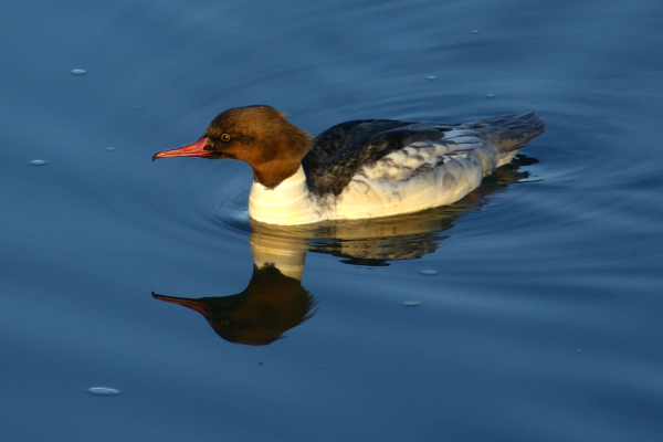 Skaliertes Bild Anatidae, Mergus merganser, Gaensesaeger_2023_01_01--16-52-43.jpg 