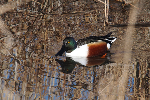 Skaliertes Bild Anatidae, Spatula clypeata, Loeffelente_2022_02_12--13-42-33.jpg 