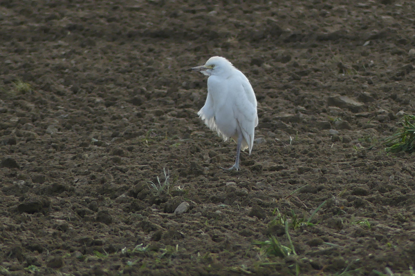 Skaliertes Bild Ardeidae, Bubulcus ibis, Kuhreiher_2022_03_12--17-43-07.jpg 