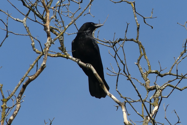 Skaliertes Bild Corvidae, Corvus corone, Rabenkraehe_2022_04_22--09-55-11.jpg 