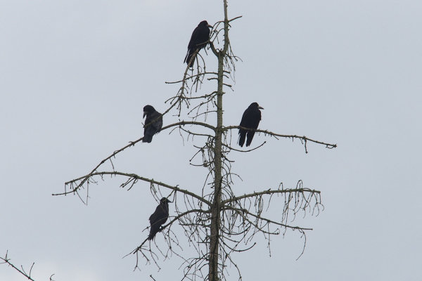 Skaliertes Bild Corvidae, Corvus frugilegus, Saatkraehen auf duerrer Tanne_2022_06_22--08-10-50.jpg 