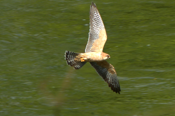 Skaliertes Bild Falconidae, Falco peregrinus, Wanderfalke im Flug_2022_05_01--11-25-34.jpg 