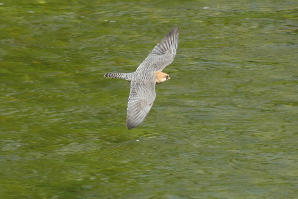 Skaliertes Bild Falconidae, Falco peregrinus, Wanderfalke im Flug_2022_05_01--11-28-25.jpg 